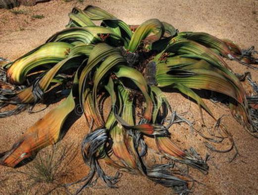 世界十大奇特植物排行,千歲蘭生命力最旺盛,大王花十分怪異