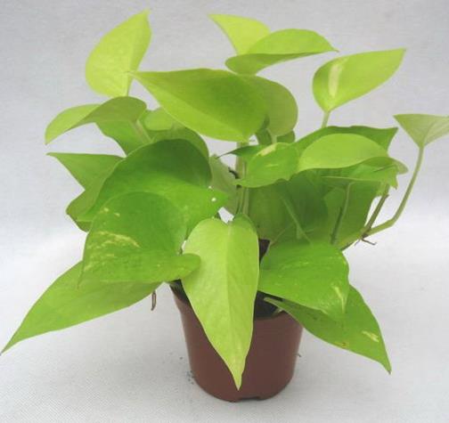 十大防輻射的植物排行,蘆薈吸收甲醛很強,吊蘭是“空氣凈化器”