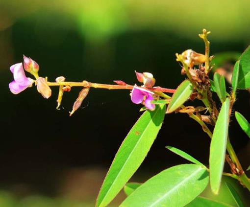 世界十大奇特植物排行,千歲蘭生命力最旺盛,大王花十分怪異