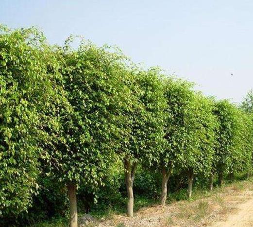 十大防輻射的植物排行,蘆薈吸收甲醛很強,吊蘭是“空氣凈化器”