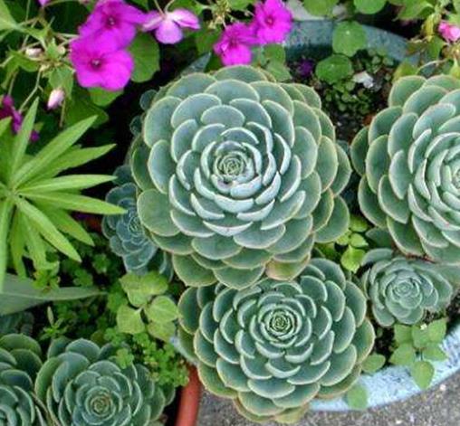 十大防輻射的植物排行,蘆薈吸收甲醛很強,吊蘭是“空氣凈化器”