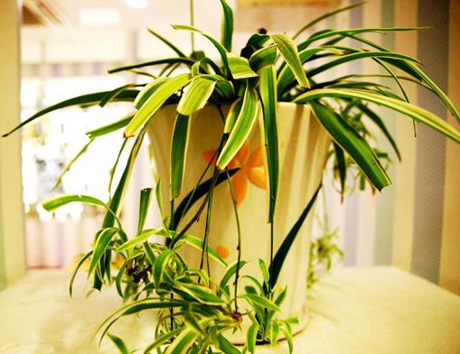 十大防輻射的植物排行,蘆薈吸收甲醛很強,吊蘭是“空氣凈化器”