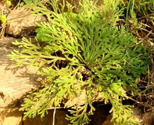 世界十大奇特植物排行,千歲蘭生命力最旺盛,大王花十分怪異