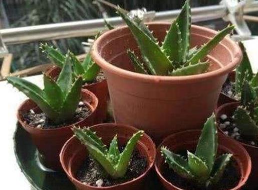 十大防輻射的植物排行,蘆薈吸收甲醛很強,吊蘭是“空氣凈化器”