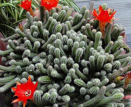 十大防輻射的植物排行,蘆薈吸收甲醛很強,吊蘭是“空氣凈化器”