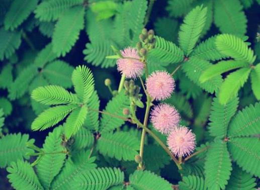 世界十大奇特植物排行,千歲蘭生命力最旺盛,大王花十分怪異