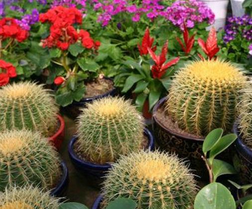 十大防輻射的植物排行,蘆薈吸收甲醛很強,吊蘭是“空氣凈化器”