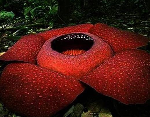 世界十大奇特植物排行,千歲蘭生命力最旺盛,大王花十分怪異