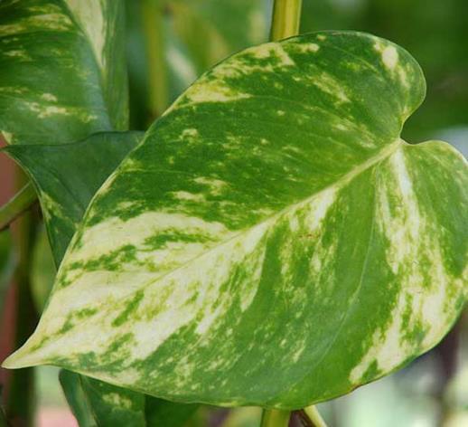 十大能吸甲醛的植物排名,蘆薈可以解毒,常春藤適應(yīng)性強