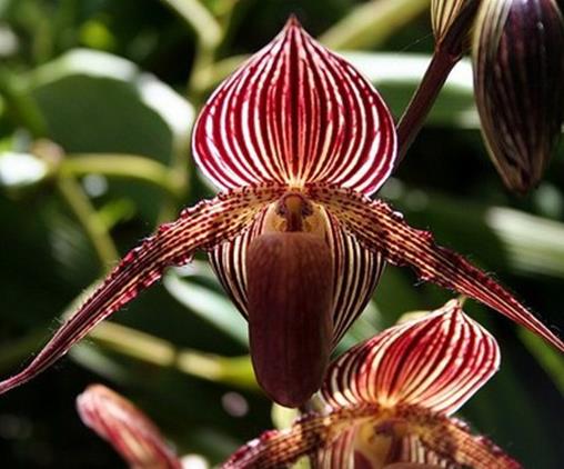 世界上最貴的10種鮮花,曇花是無價之寶,朱麗葉玫瑰很優雅