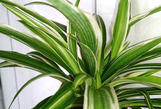 十大能吸甲醛的植物排名,蘆薈可以解毒,常春藤適應(yīng)性強