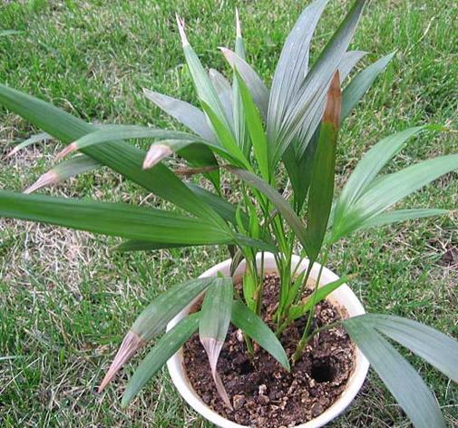 十大能吸甲醛的植物排名,蘆薈可以解毒,常春藤適應(yīng)性強