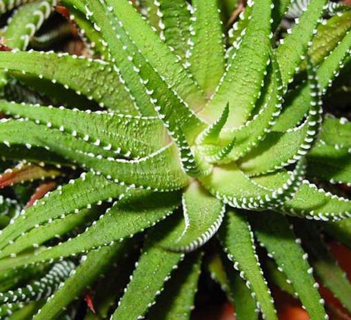 十大能吸甲醛的植物排名,蘆薈可以解毒,常春藤適應(yīng)性強