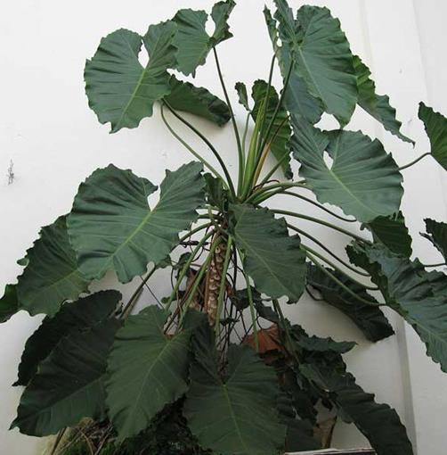 十大能吸甲醛的植物排名,蘆薈可以解毒,常春藤適應(yīng)性強