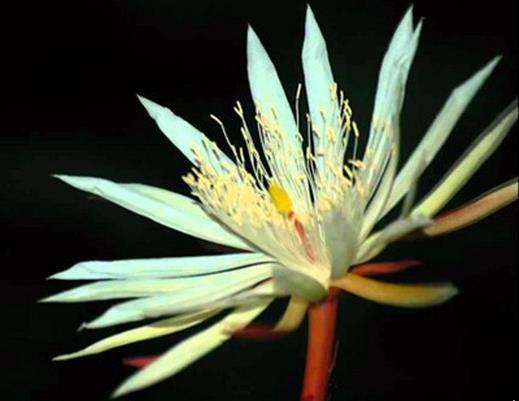 世界上最貴的10種鮮花,曇花是無價之寶,朱麗葉玫瑰很優雅