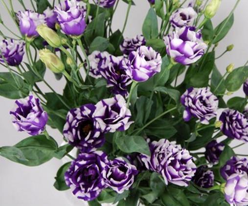 世界上最貴的10種鮮花,曇花是無價之寶,朱麗葉玫瑰很優雅