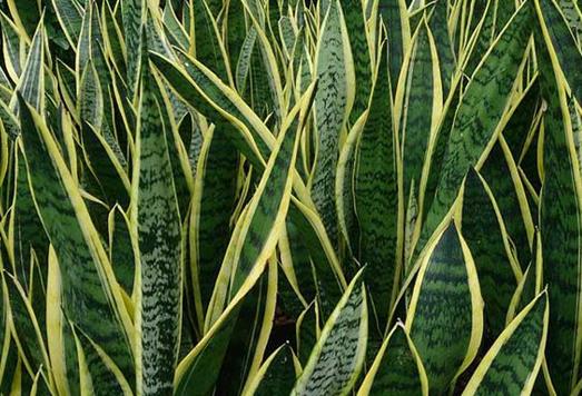 十大能吸甲醛的植物排名,蘆薈可以解毒,常春藤適應(yīng)性強