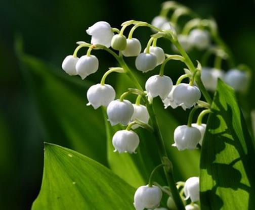 世界上最貴的10種鮮花,曇花是無價之寶,朱麗葉玫瑰很優雅