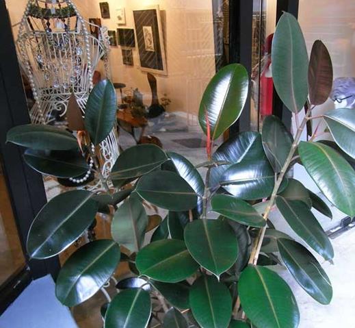 十大能吸甲醛的植物排名,蘆薈可以解毒,常春藤適應(yīng)性強