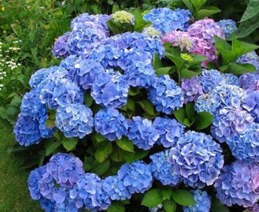 世界上最貴的10種鮮花,曇花是無價之寶,朱麗葉玫瑰很優雅