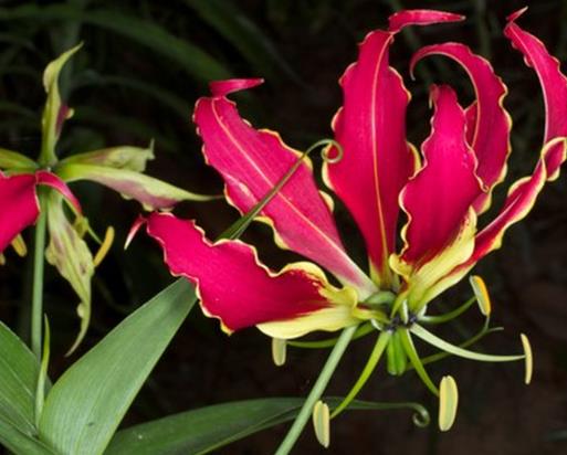 世界上最貴的10種鮮花,曇花是無價之寶,朱麗葉玫瑰很優雅