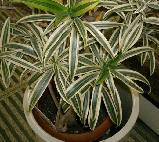 十大能吸甲醛的植物排名,蘆薈可以解毒,常春藤適應(yīng)性強