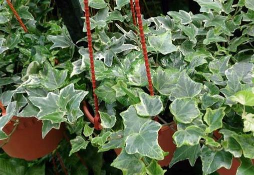 十大能吸甲醛的植物排名,蘆薈可以解毒,常春藤適應(yīng)性強