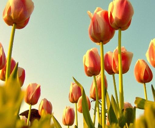 世界上最貴的10種鮮花,曇花是無價之寶,朱麗葉玫瑰很優雅