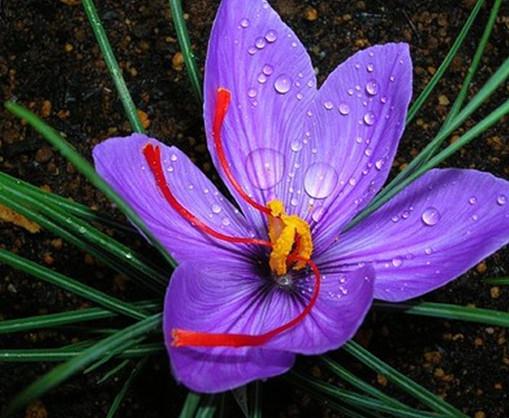 世界上最貴的10種鮮花,曇花是無價之寶,朱麗葉玫瑰很優雅