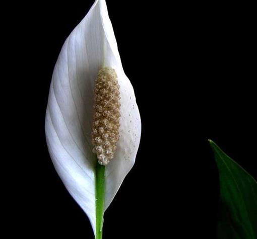 十大能吸甲醛的植物排名,蘆薈可以解毒,常春藤適應(yīng)性強