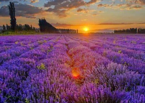 國內(nèi)十大旅游城市排行榜,伊犁很夢幻、長白山是滿族發(fā)祥地