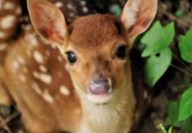 去長春必買的特產排名,榆樹干豆腐、雙陽鹿產品方便攜帶