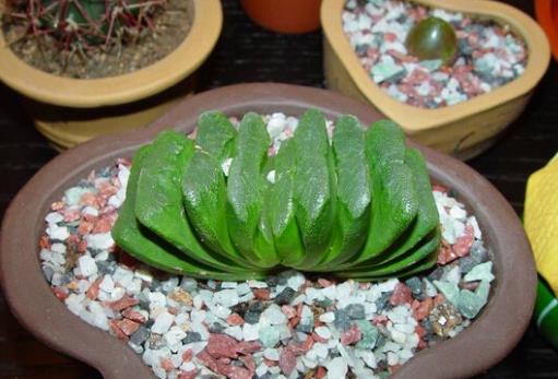 全球十大最貴多肉排名,白皮月界、銀冠玉售價過高難辨真假