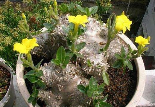 全球十大最貴多肉排名,白皮月界、銀冠玉售價過高難辨真假