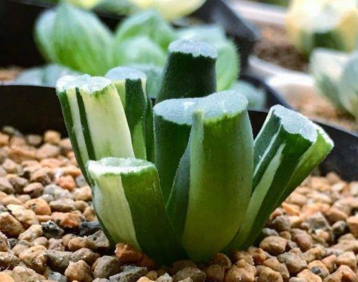 全球十大最貴多肉排名,白皮月界、銀冠玉售價過高難辨真假