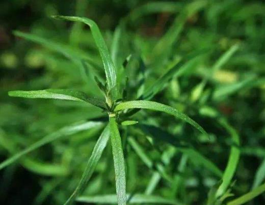 世界十大頂級香料排名,藏紅花、香子蘭令人癡迷不已