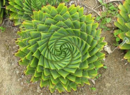 全球十大最貴多肉排名,白皮月界、銀冠玉售價過高難辨真假