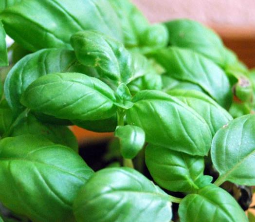 世界十大頂級香料排名,藏紅花、香子蘭令人癡迷不已