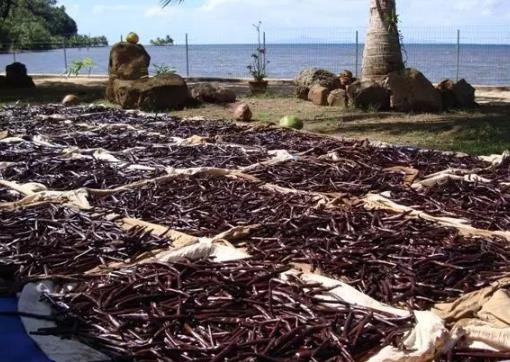 世界十大頂級香料排名,藏紅花、香子蘭令人癡迷不已