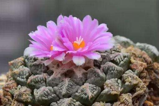 全球十大最貴多肉排名,白皮月界、銀冠玉售價過高難辨真假