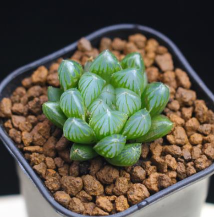 全球十大最貴多肉排名,白皮月界、銀冠玉售價過高難辨真假