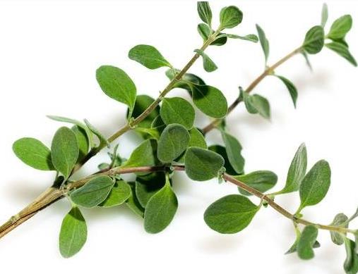 世界十大頂級香料排名,藏紅花、香子蘭令人癡迷不已