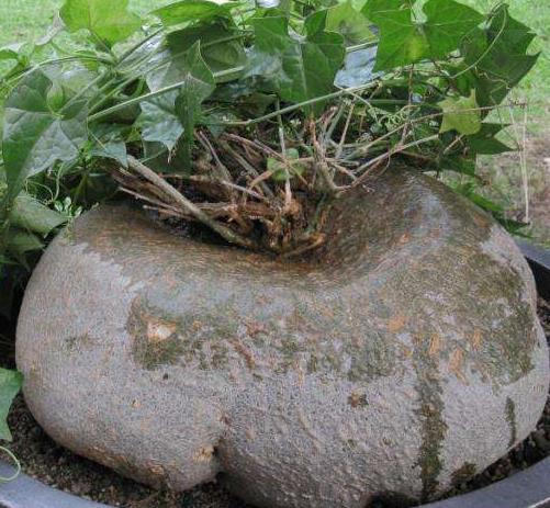 全球十大最貴多肉排名,白皮月界、銀冠玉售價過高難辨真假