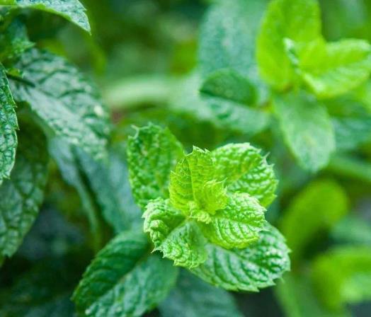 世界十大頂級香料排名,藏紅花、香子蘭令人癡迷不已