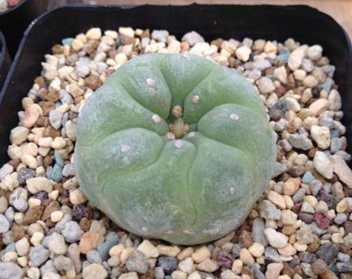 全球十大最貴多肉排名,白皮月界、銀冠玉售價過高難辨真假