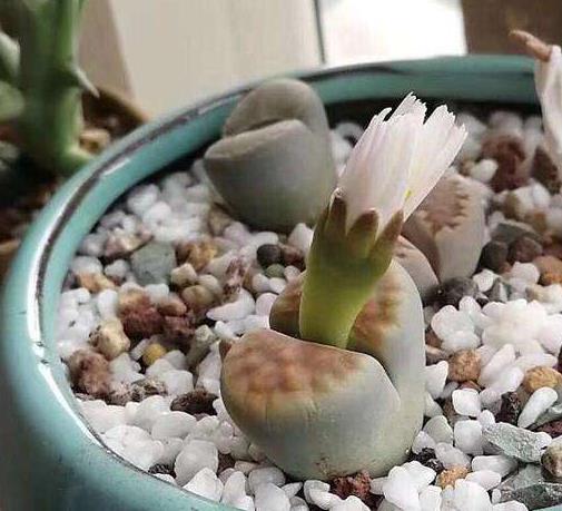 全球十大最貴多肉排名,白皮月界、銀冠玉售價過高難辨真假