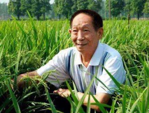 中國(guó)五位頂尖的科學(xué)家,錢學(xué)森是中國(guó)導(dǎo)彈之父、袁隆平是雜交水稻之父