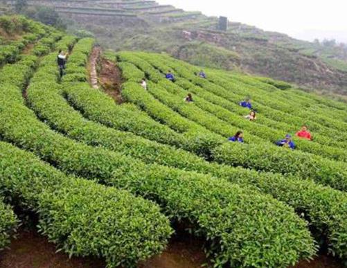 東莞十大必去的景點,觀音山國家森林公園、松山湖很受歡迎