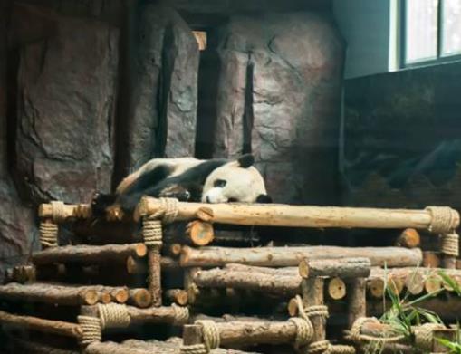 東莞十大適合節慶游的地方,東莞可園、粵暉園人潮涌動