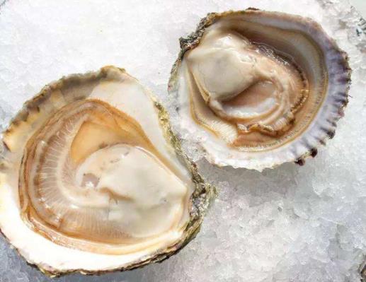 全球十大生蠔排行榜,吉拉多生蠔肥美結(jié)實(shí)、翡翠生蠔非常罕見
